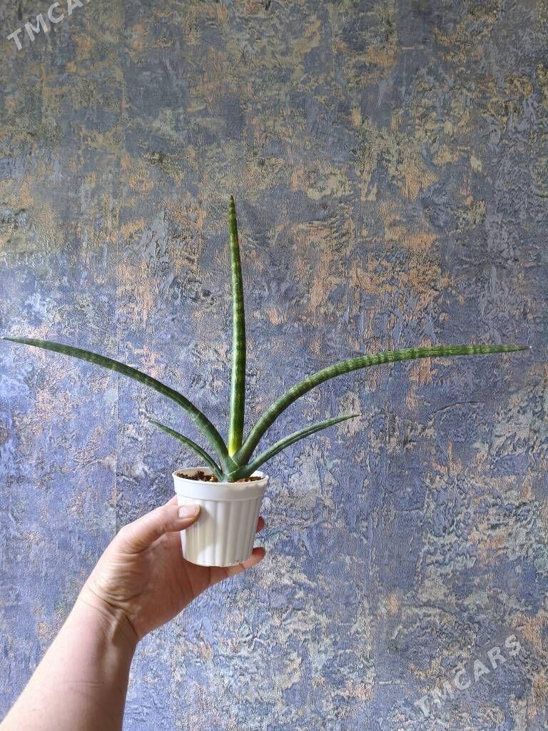 комнатные растения - Parahat 7 - img 4