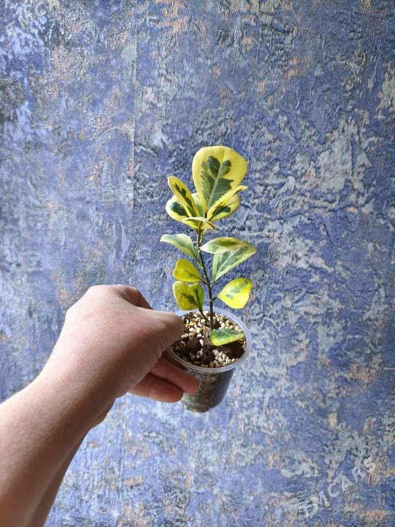 комнатные растения - Parahat 7 - img 1