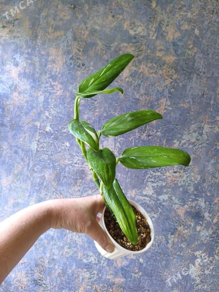 комнатные растения - Parahat 7 - img 3