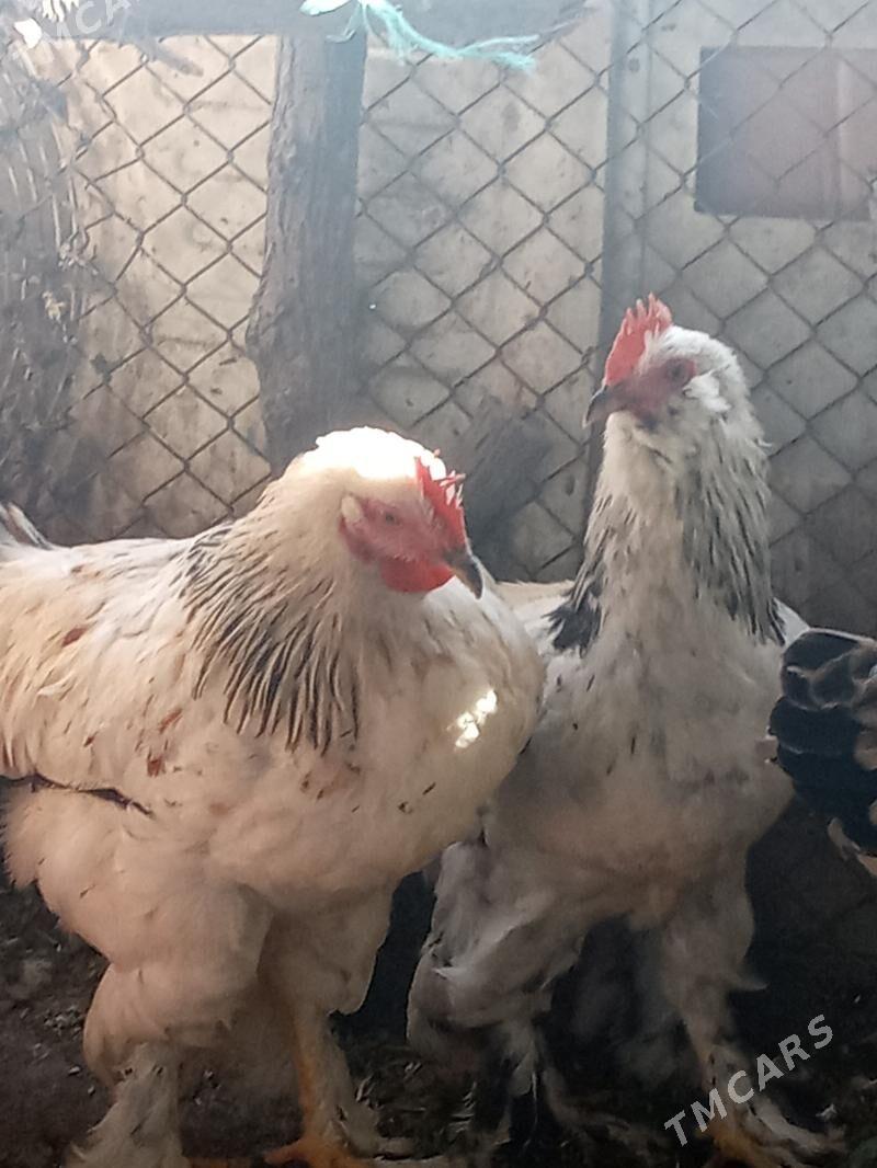 Brama horaz - Бахарден - img 2