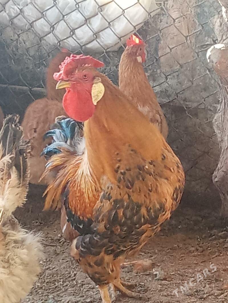 Brama horaz - Бахарден - img 3