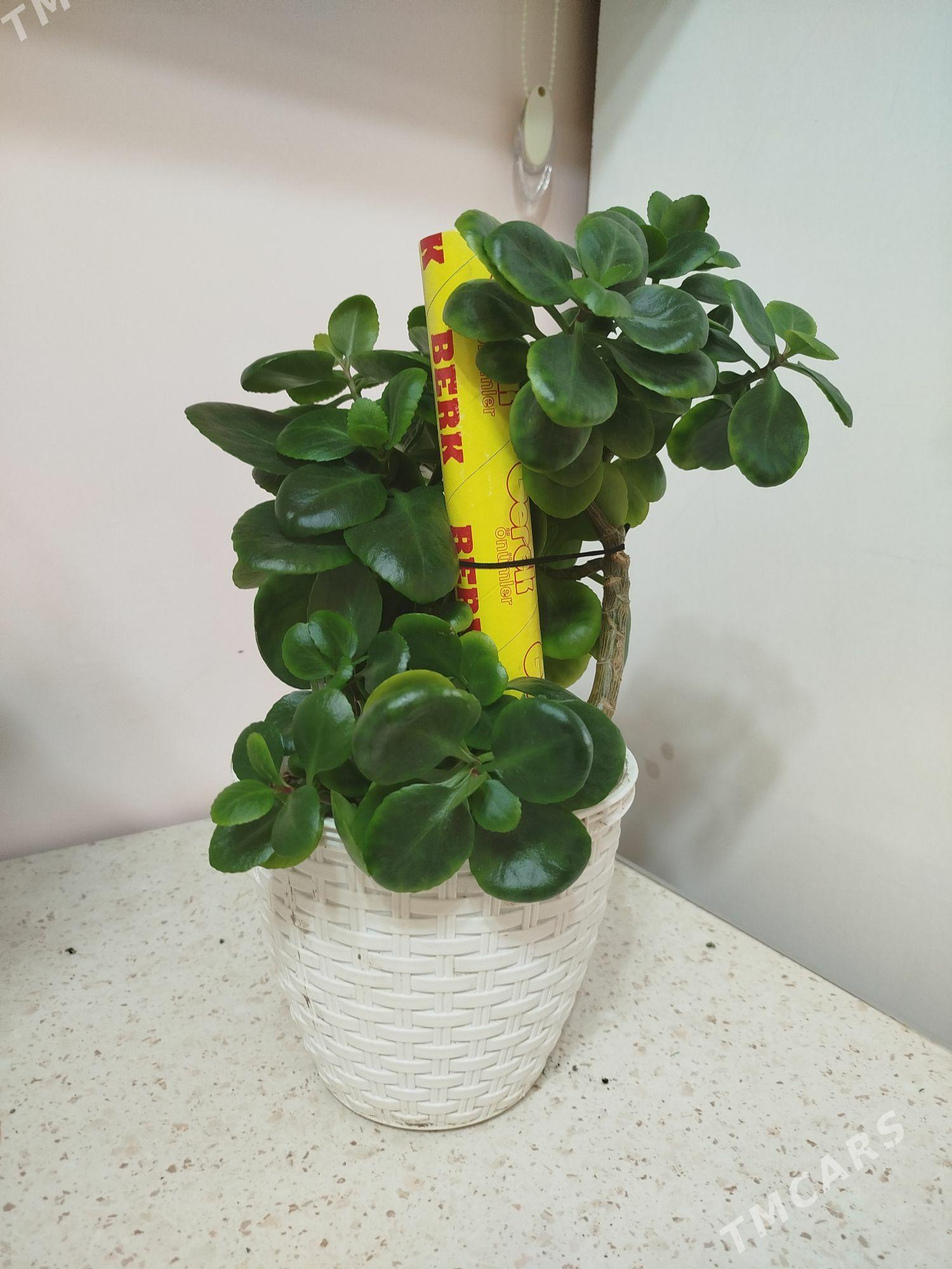 gül, цветы - Kim raýon - img 2