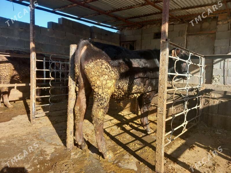 oküz - Bäherden - img 3