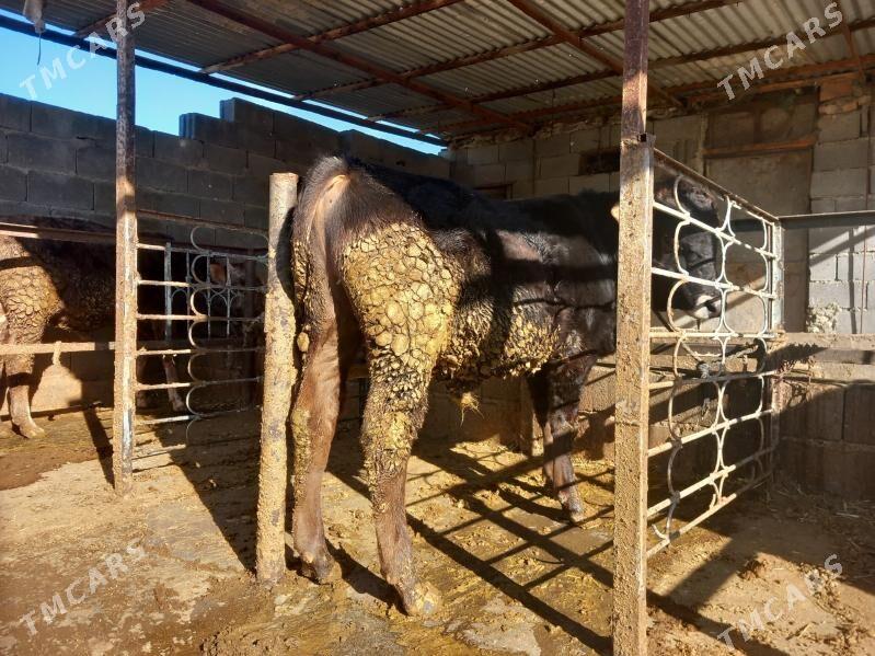 oküz - Bäherden - img 2