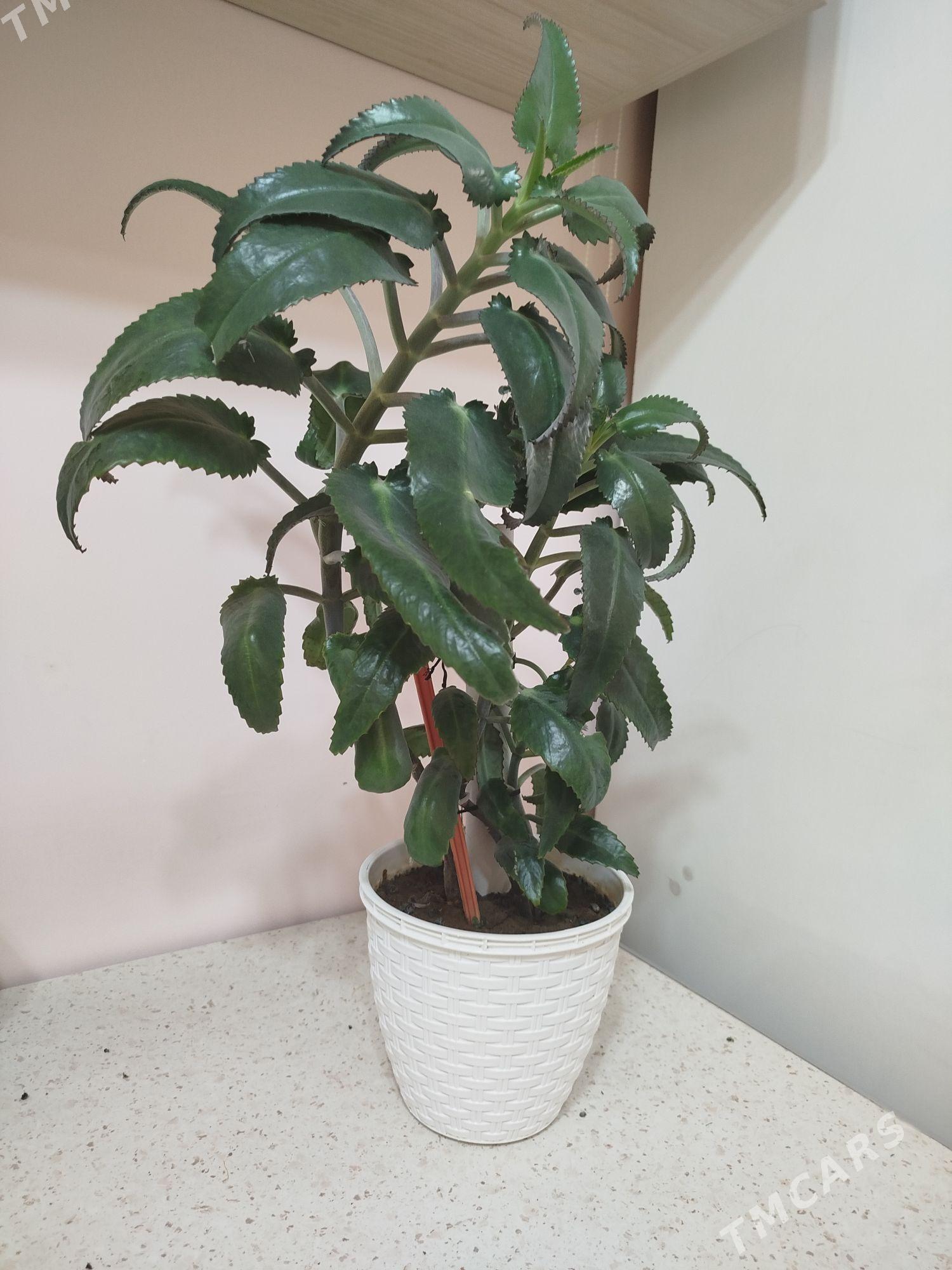 gül, цветы - Kim raýon - img 1