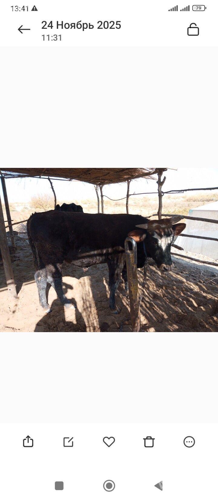 OKIZCE - Mary - img 9