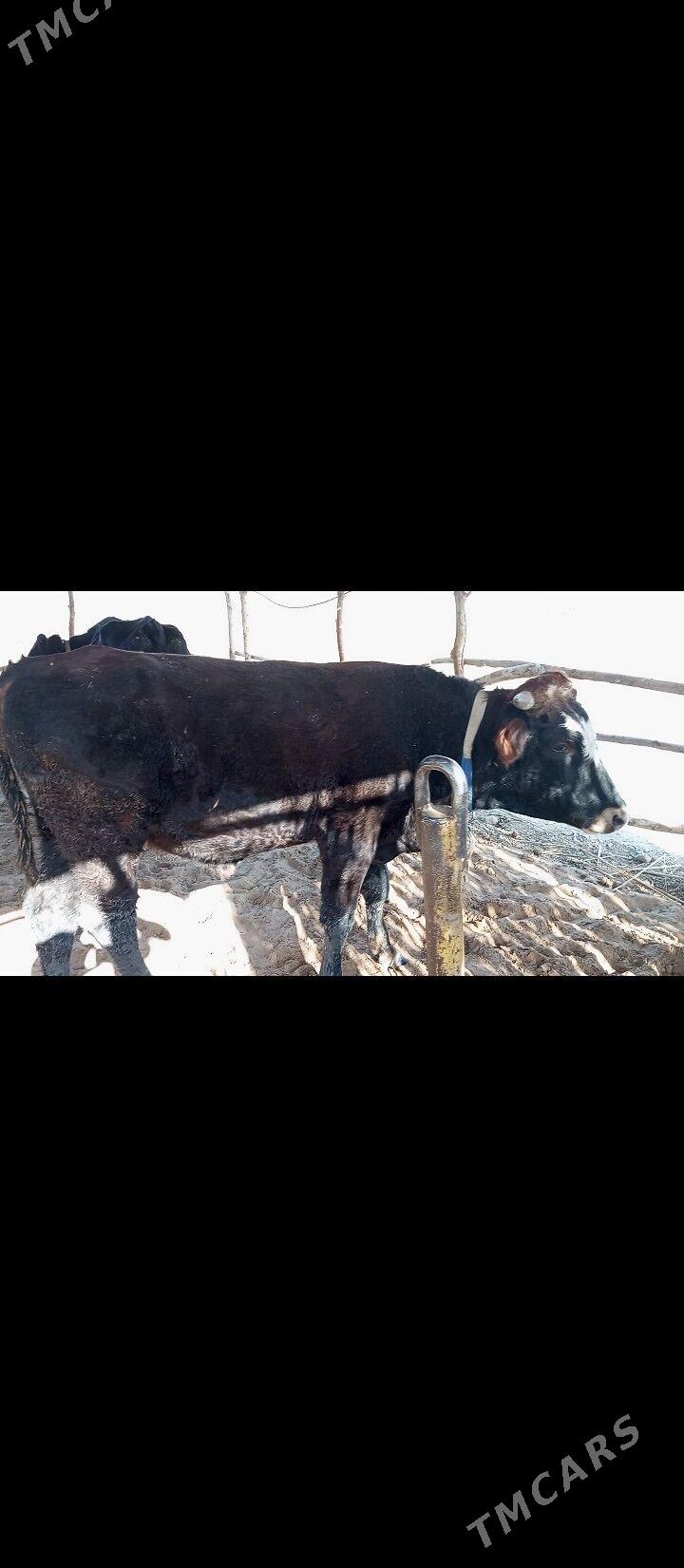 OKIZCE - Mary - img 4