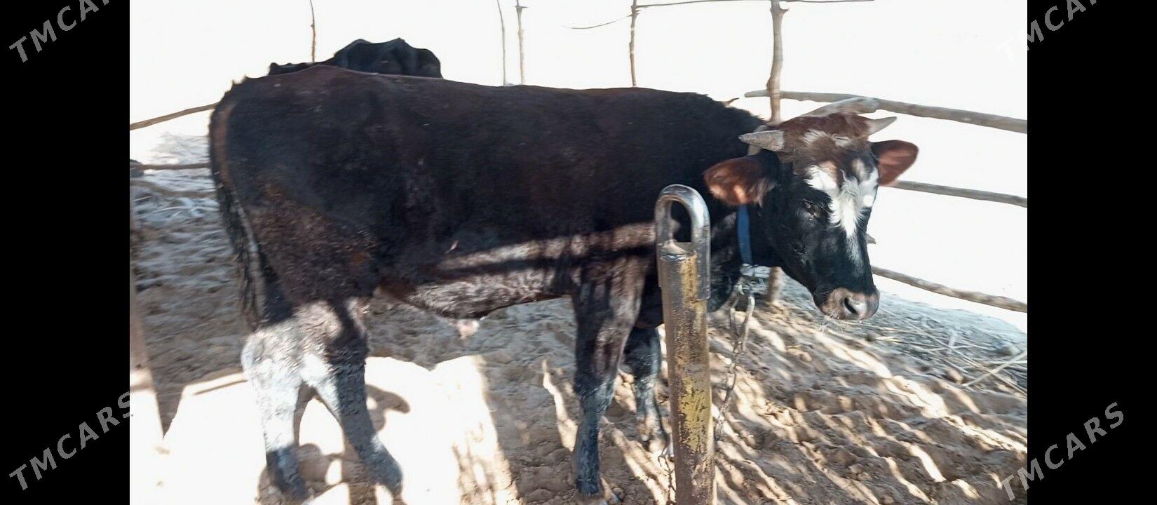 OKIZCE - Mary - img 6