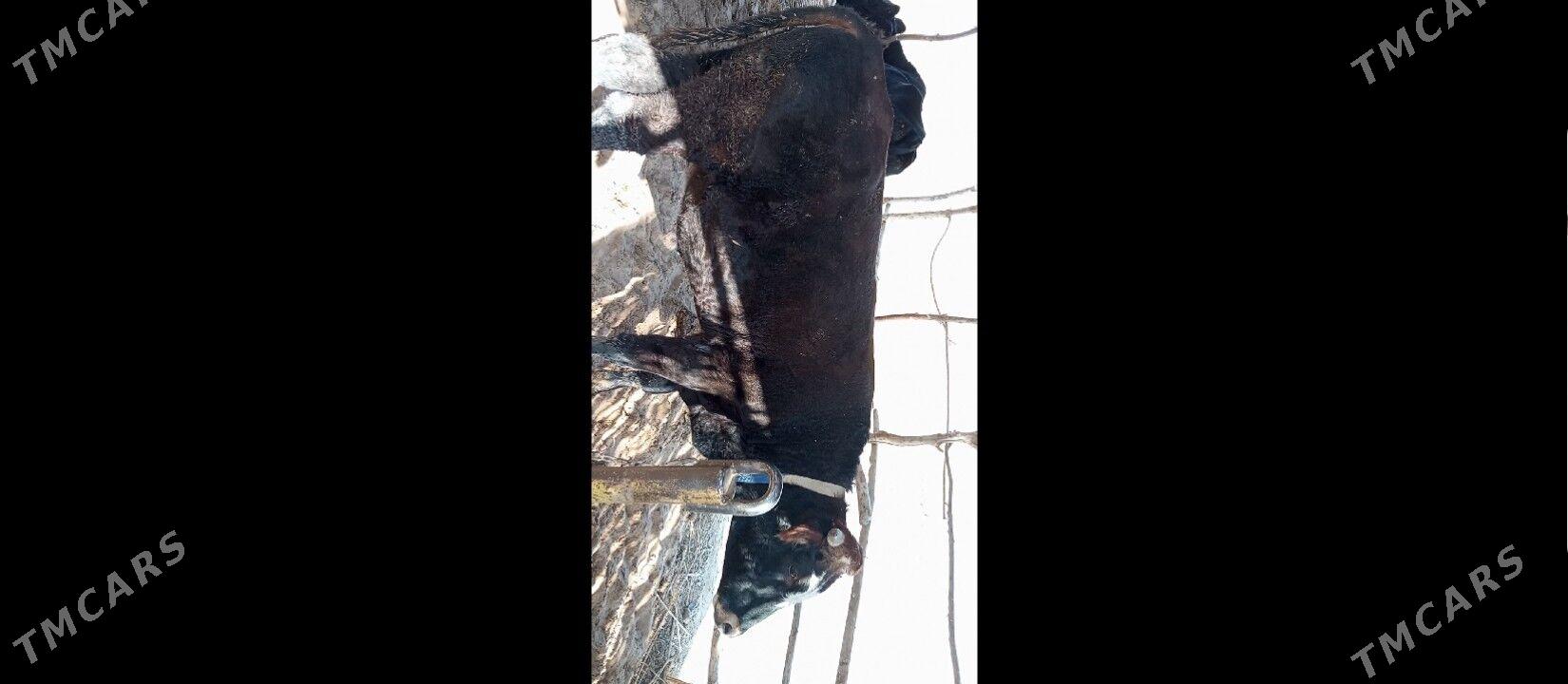 OKIZCE - Mary - img 3