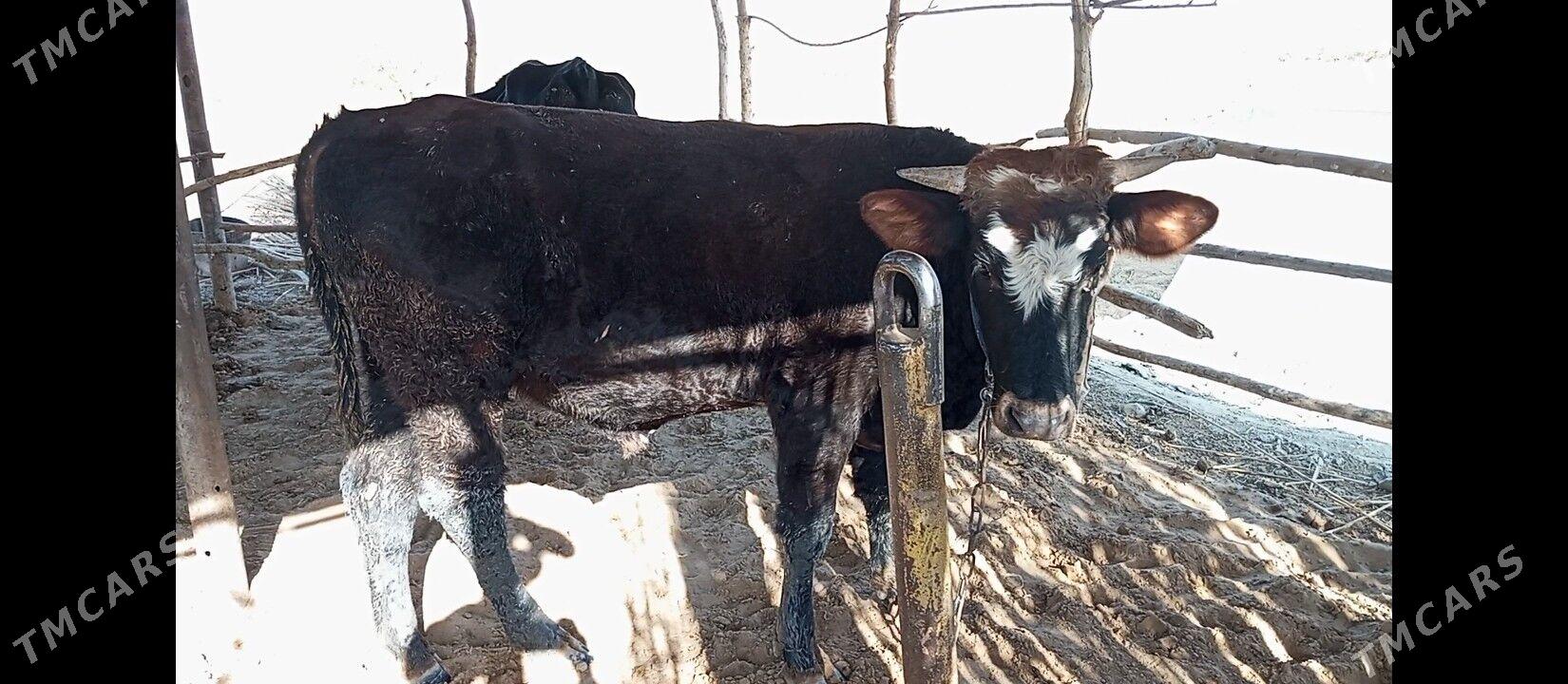 OKIZCE - Mary - img 7