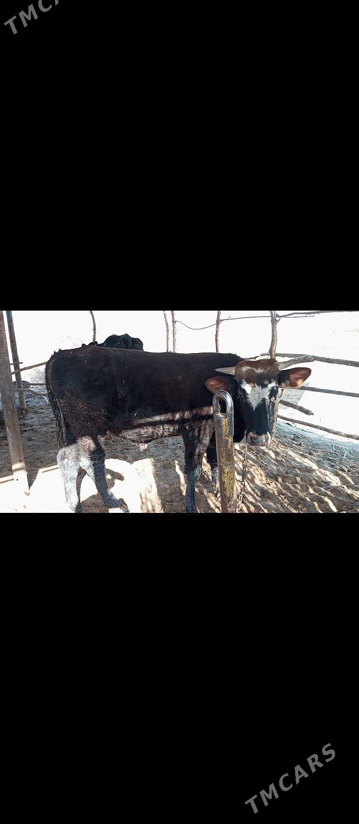 OKIZCE - Mary - img 8