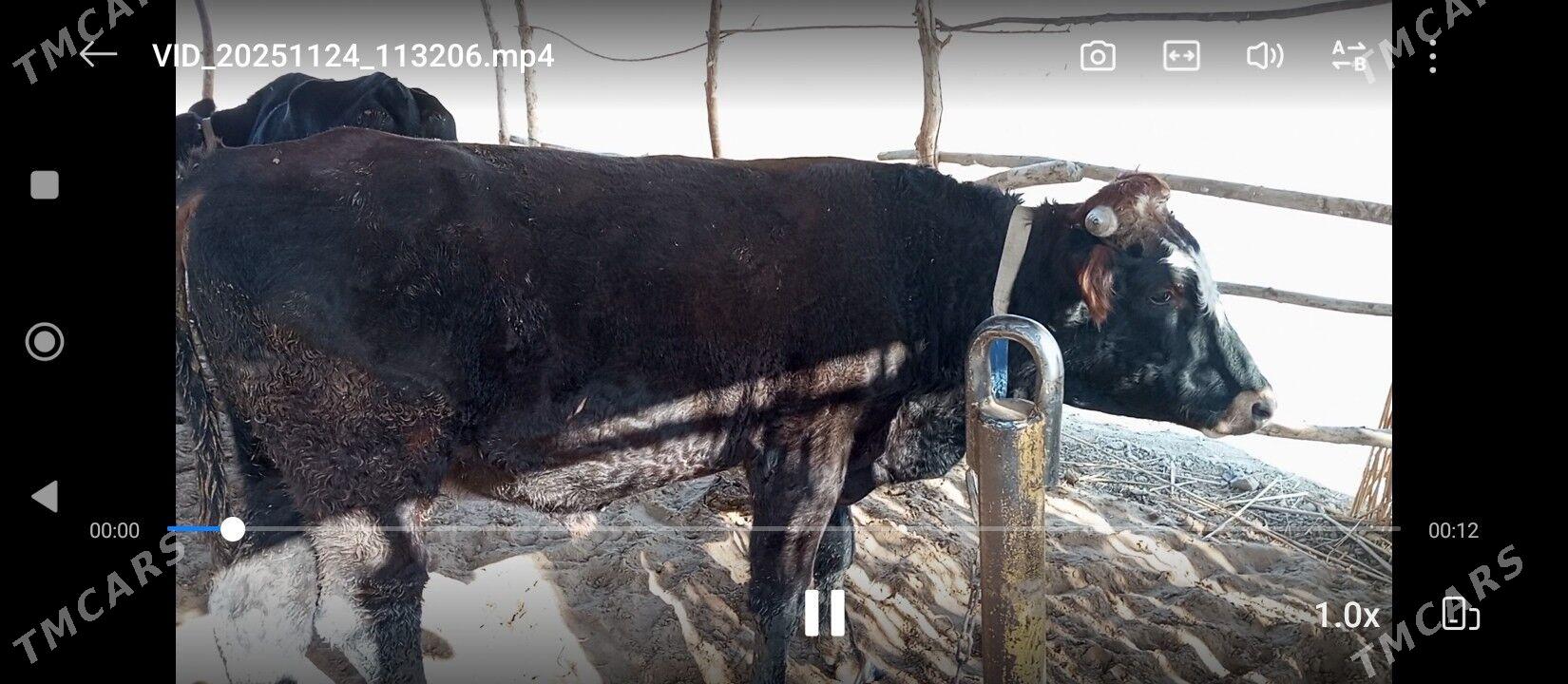 OKIZCE - Mary - img 2