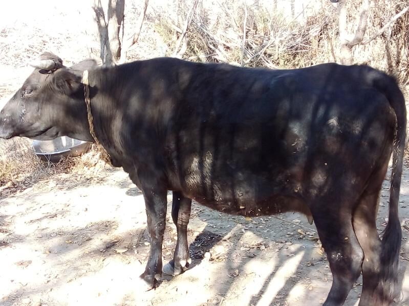 Goleli sygyr bakyda - Bäherden - img 4