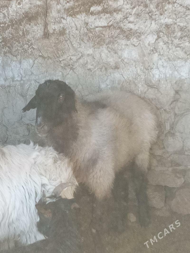 öweç - Бахарден - img 2