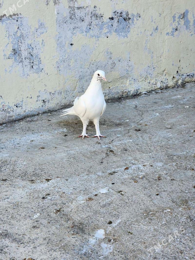 kepderi - Çoganly - img 2