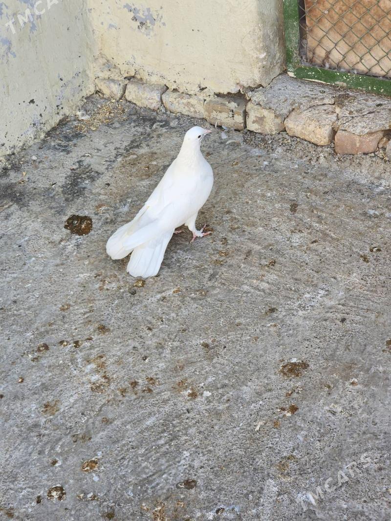 kepderi - Çoganly - img 4