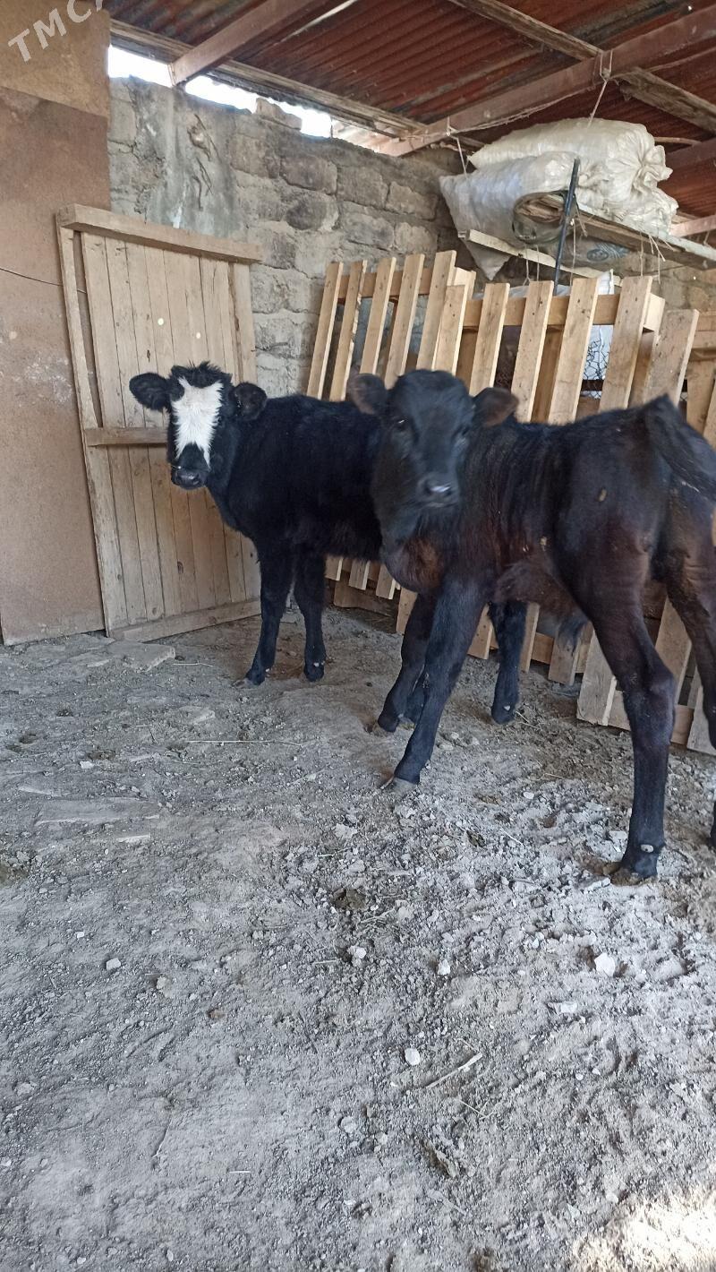 okuzçe - Ашхабад - img 3