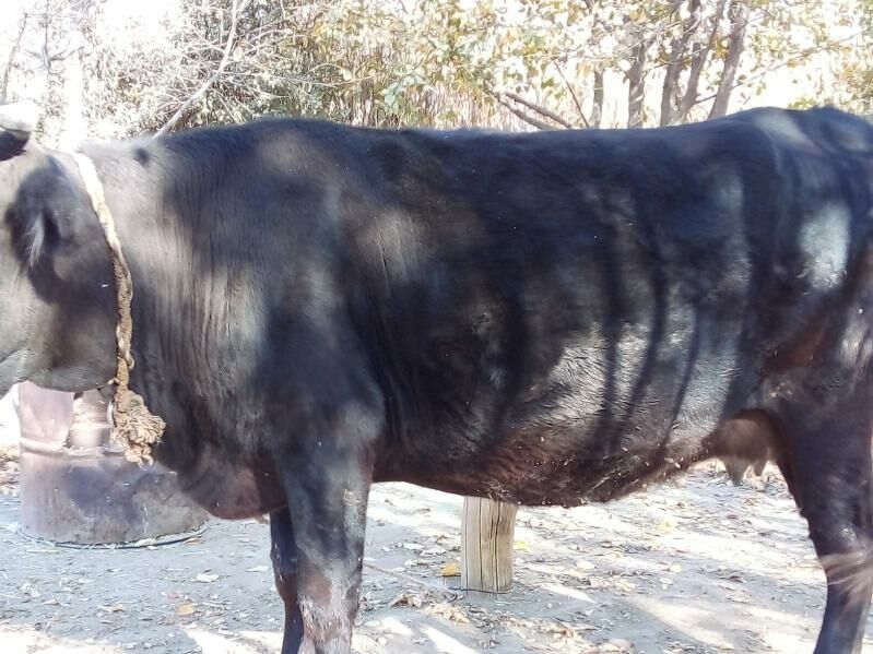 Goleli sygyr bakyda - Bäherden - img 5