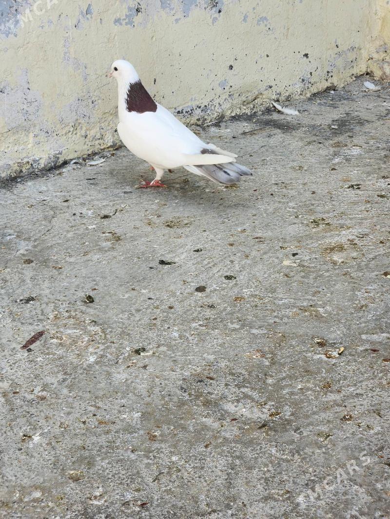 kepderi - Çoganly - img 3