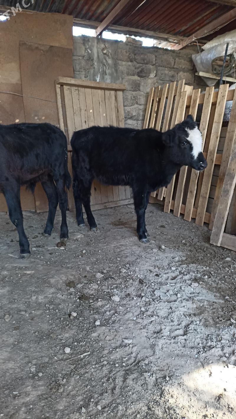 okuzçe - Ашхабад - img 2