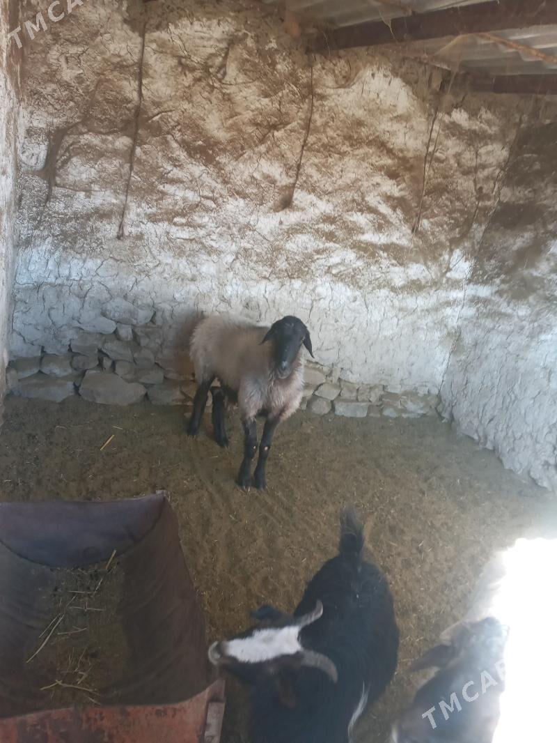 öweç - Бахарден - img 1