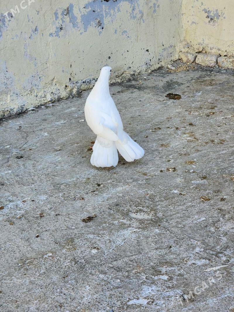 kepderi - Çoganly - img 5