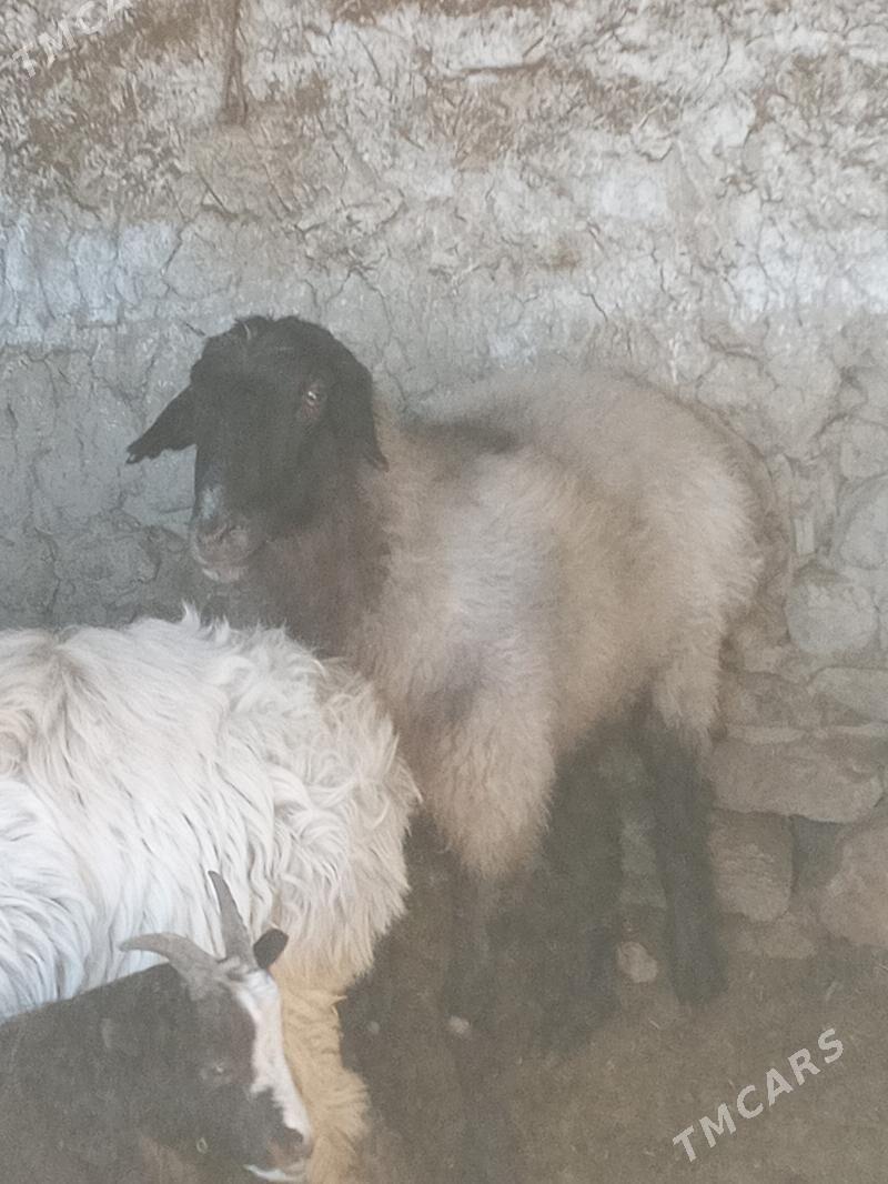 öweç - Бахарден - img 4