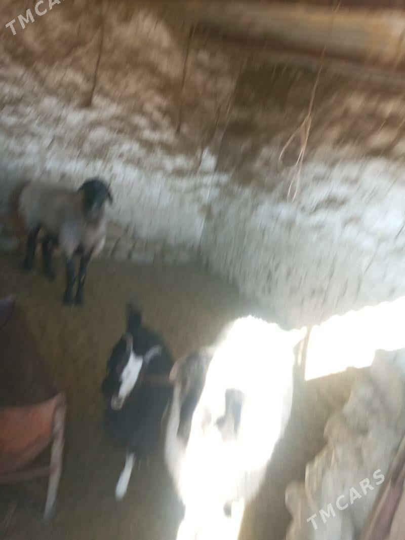 öweç - Бахарден - img 3