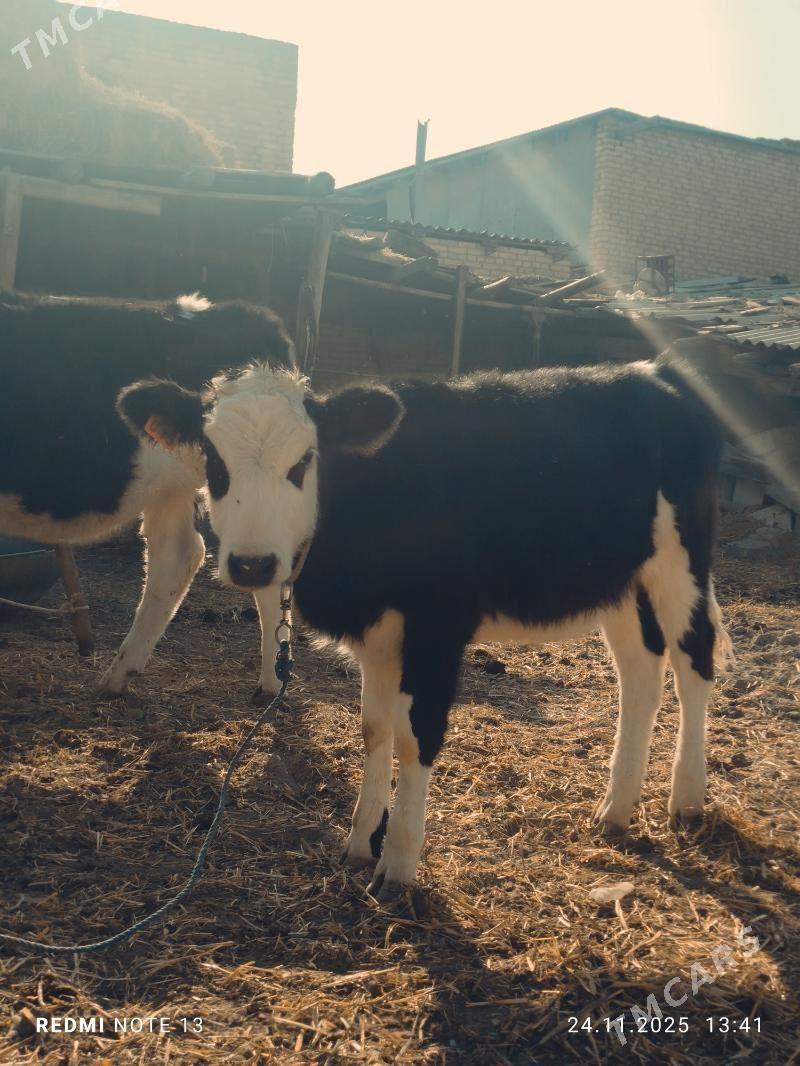 Сментал унажин - Туркменабат - img 2