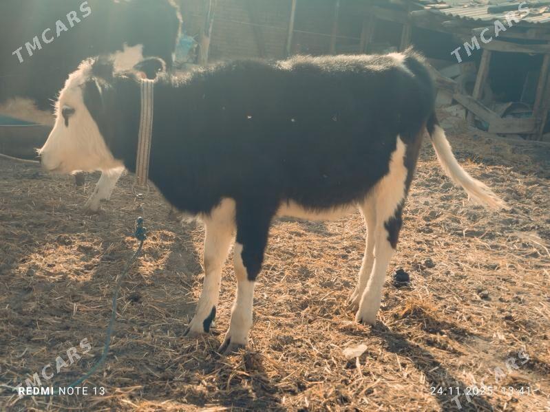 Сментал унажин - Туркменабат - img 3