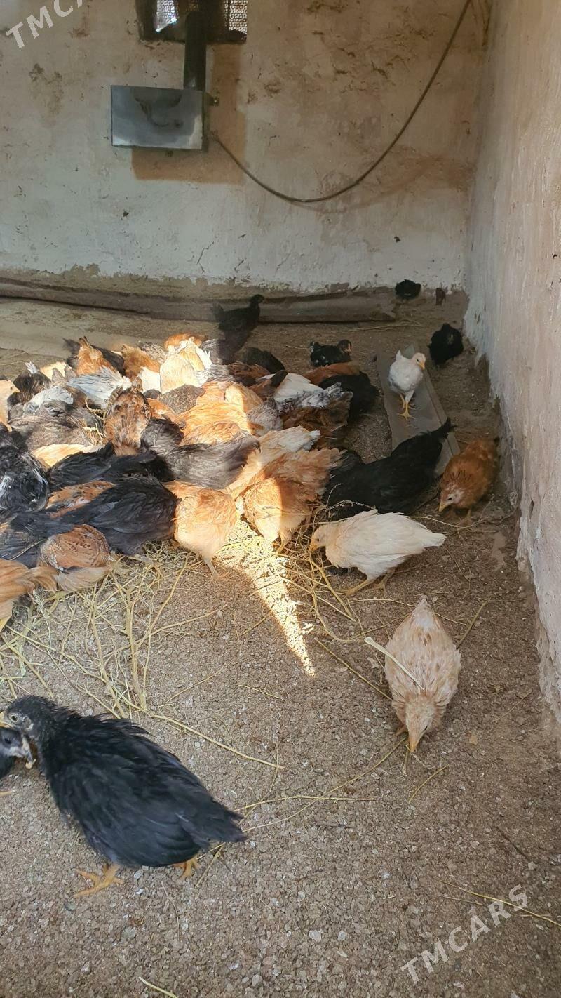 jüýje - Векильбазар - img 3