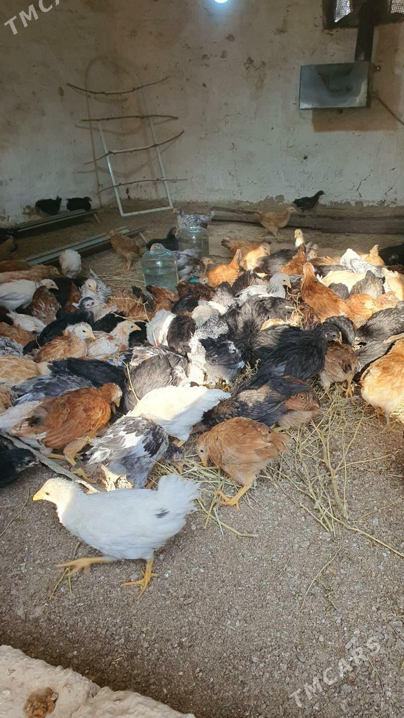 jüýje - Векильбазар - img 5