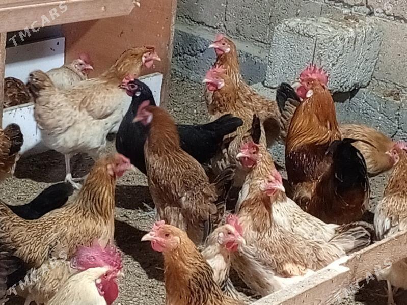 towuk - Büzmeýin - img 2