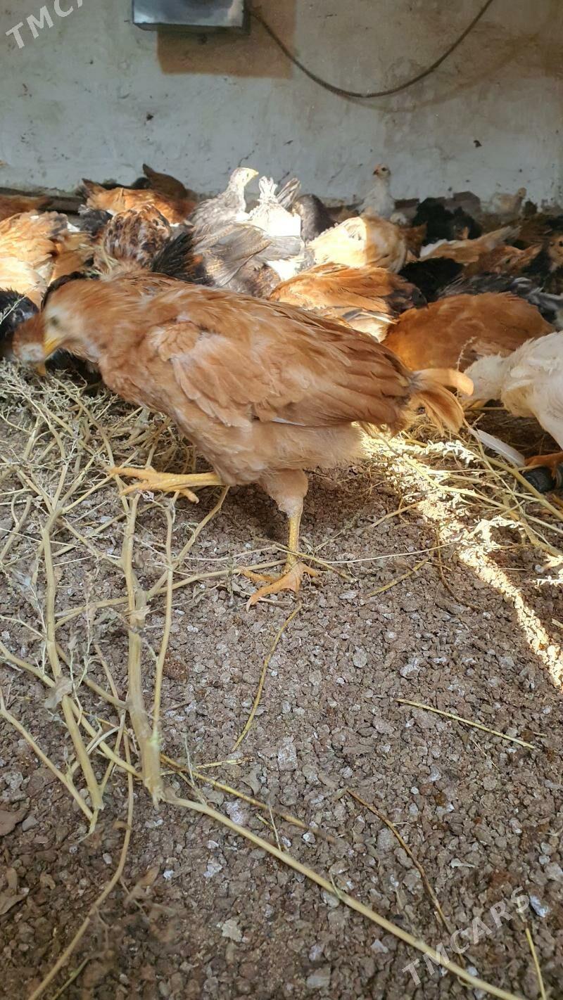 jüýje - Векильбазар - img 4