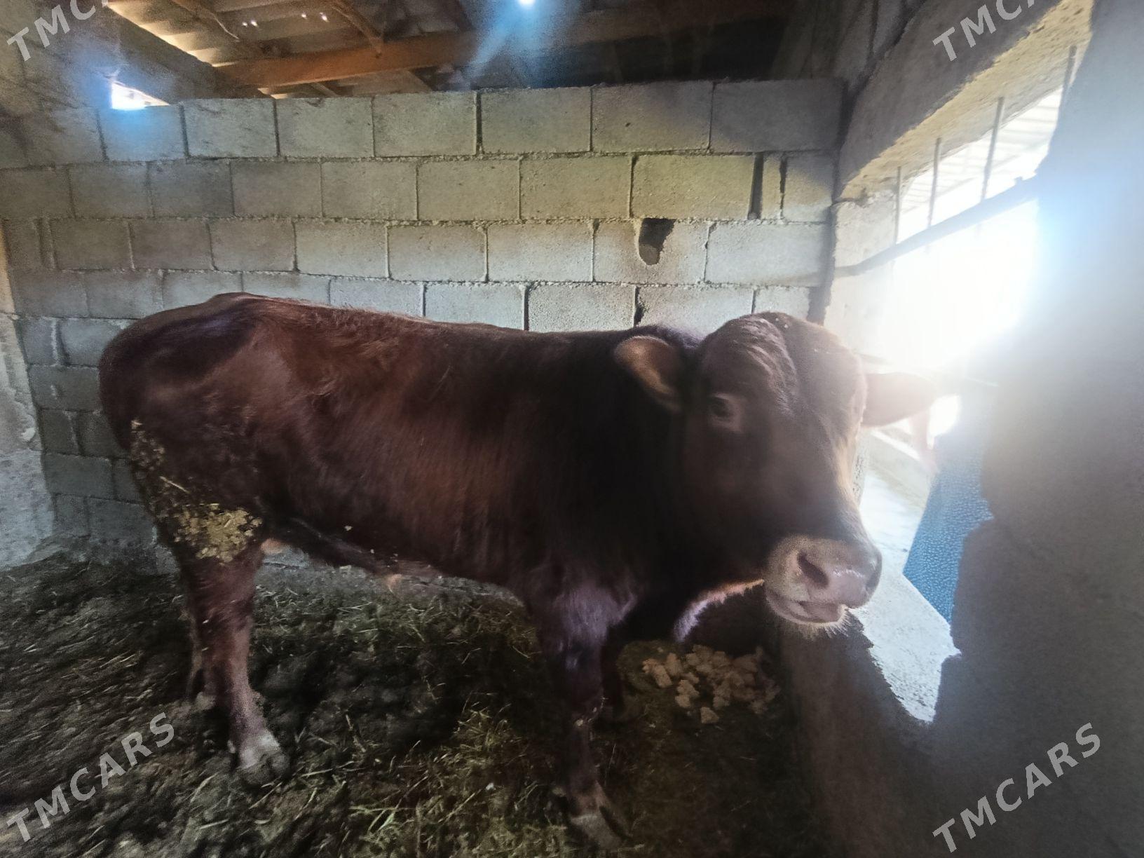 Öküz - Bagyr - img 2