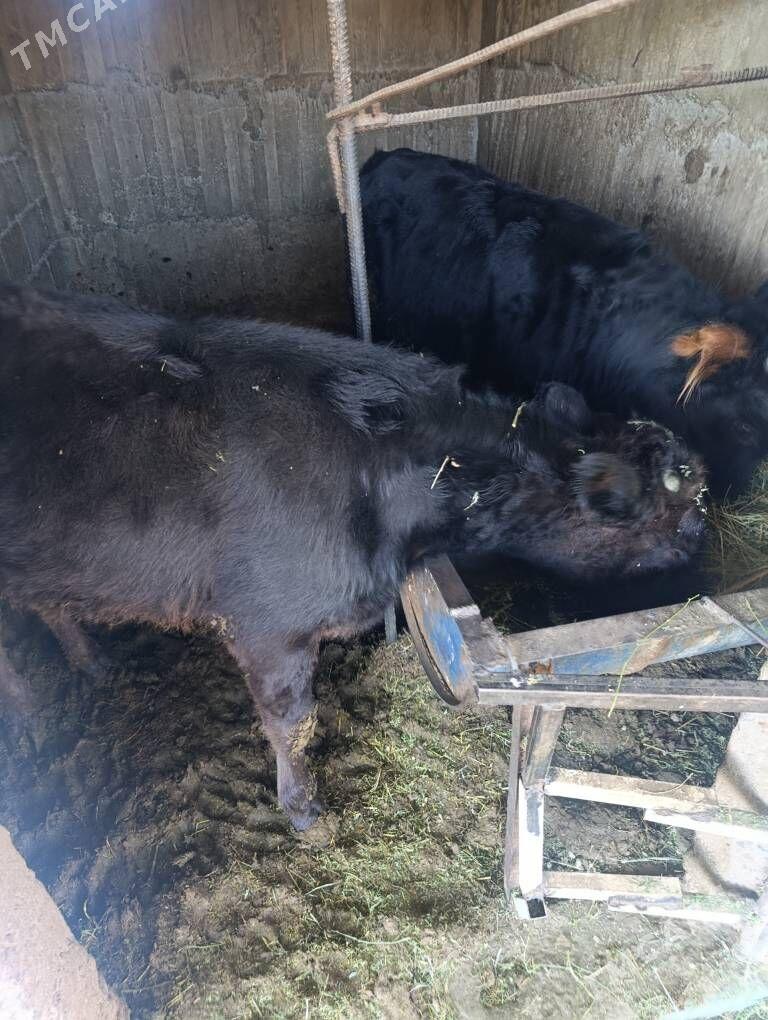 öküzceler - Bagyr - img 2