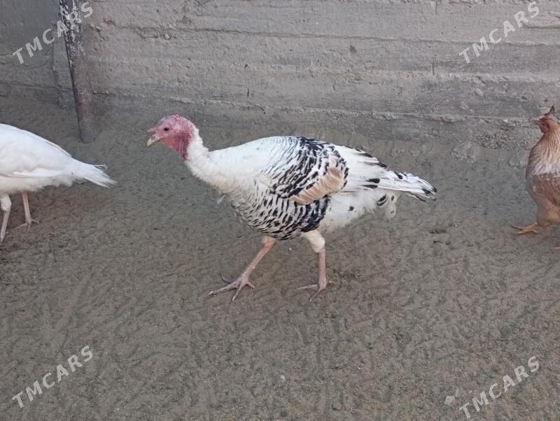 induk - Гумдаг - img 3