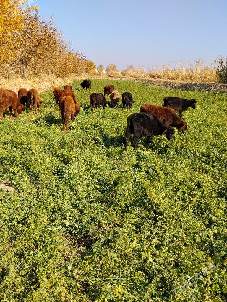 okuzce - Dänew - img 2