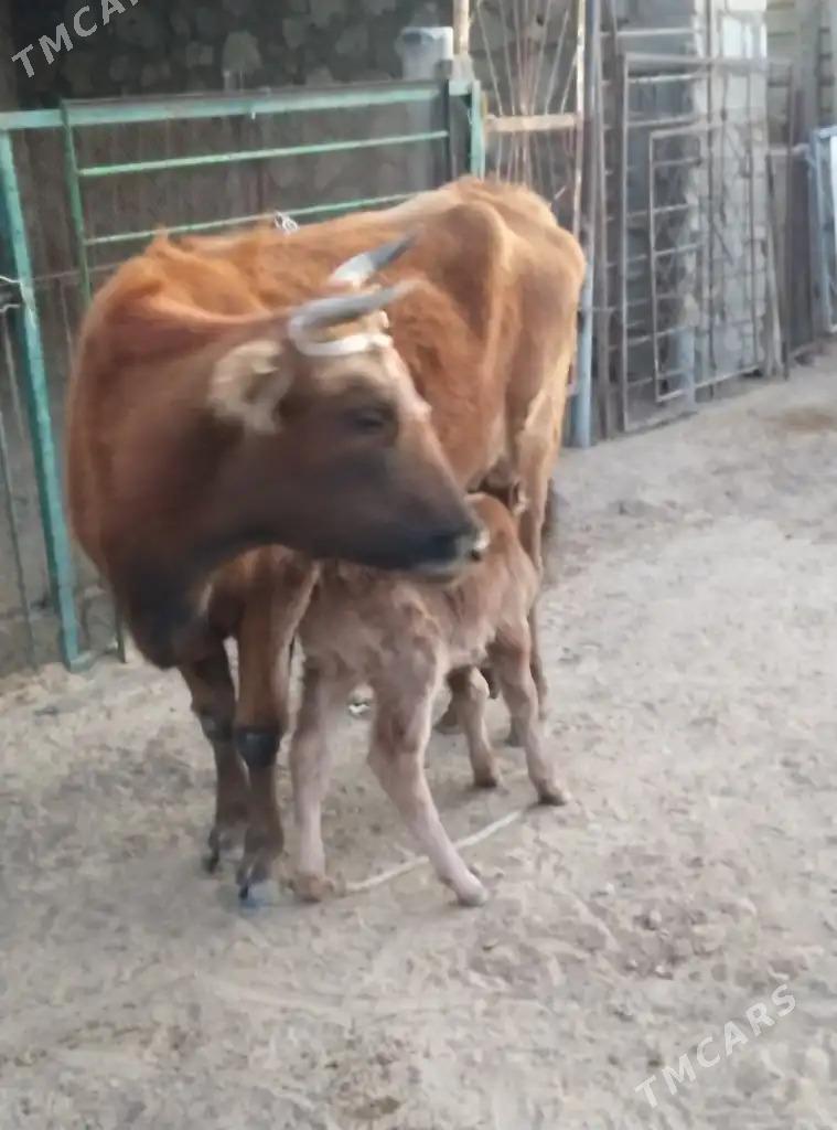 Sygyr - Türkmenbaşy - img 3