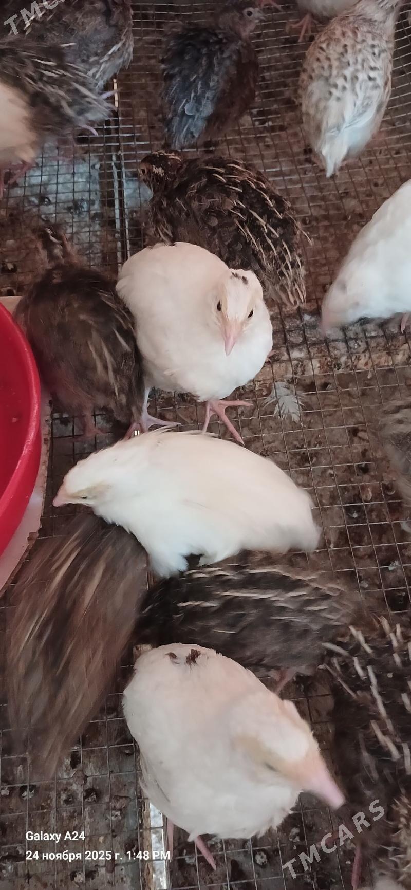 Bedene (перепелки) - Гаудан "В" - img 1