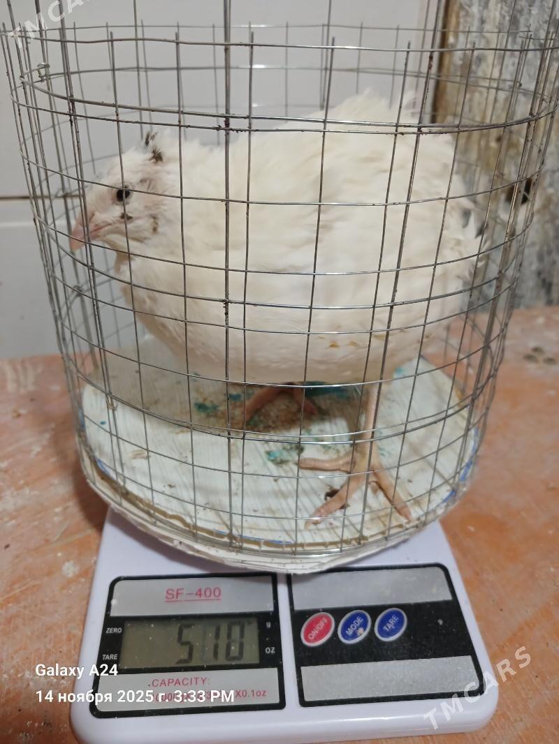 Bedene (перепелки) - Гаудан "В" - img 5