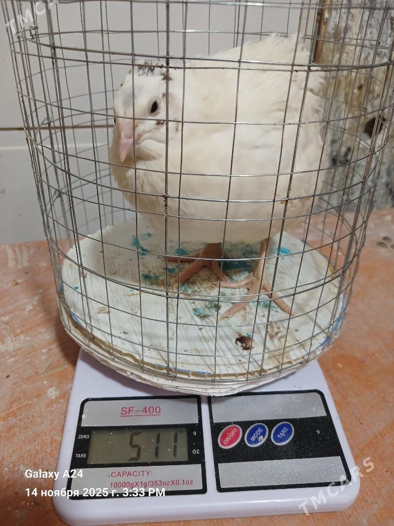 Bedene (перепелки) - Гаудан "В" - img 4