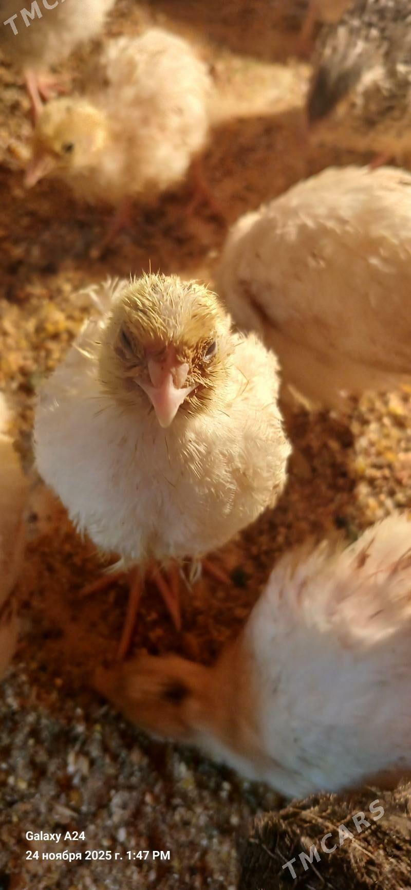 Bedene (перепелки) - Гаудан "В" - img 3