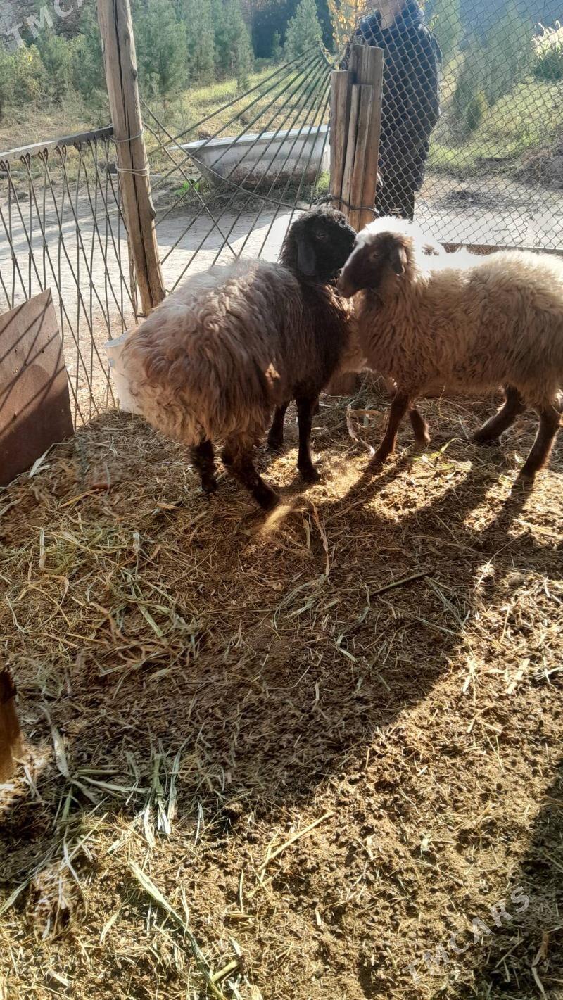 gurot tokly - Багир - img 2