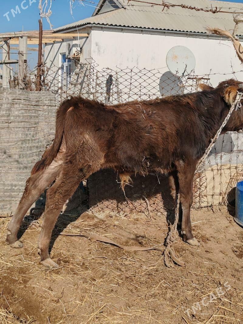 okuzce - Эсенгулы - img 3