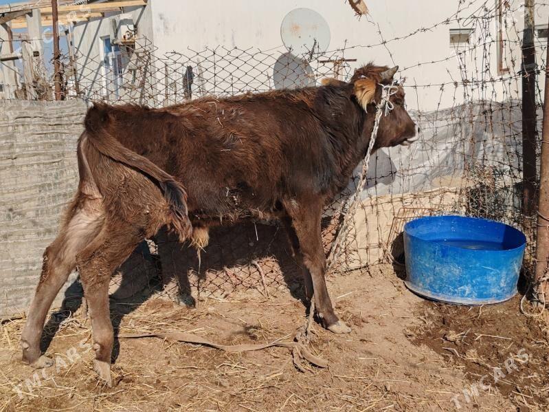 okuzce - Эсенгулы - img 4