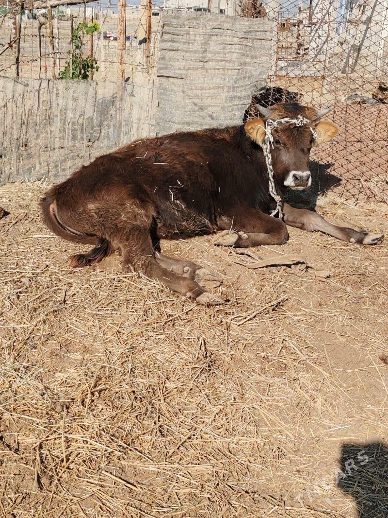 okuzce - Эсенгулы - img 2