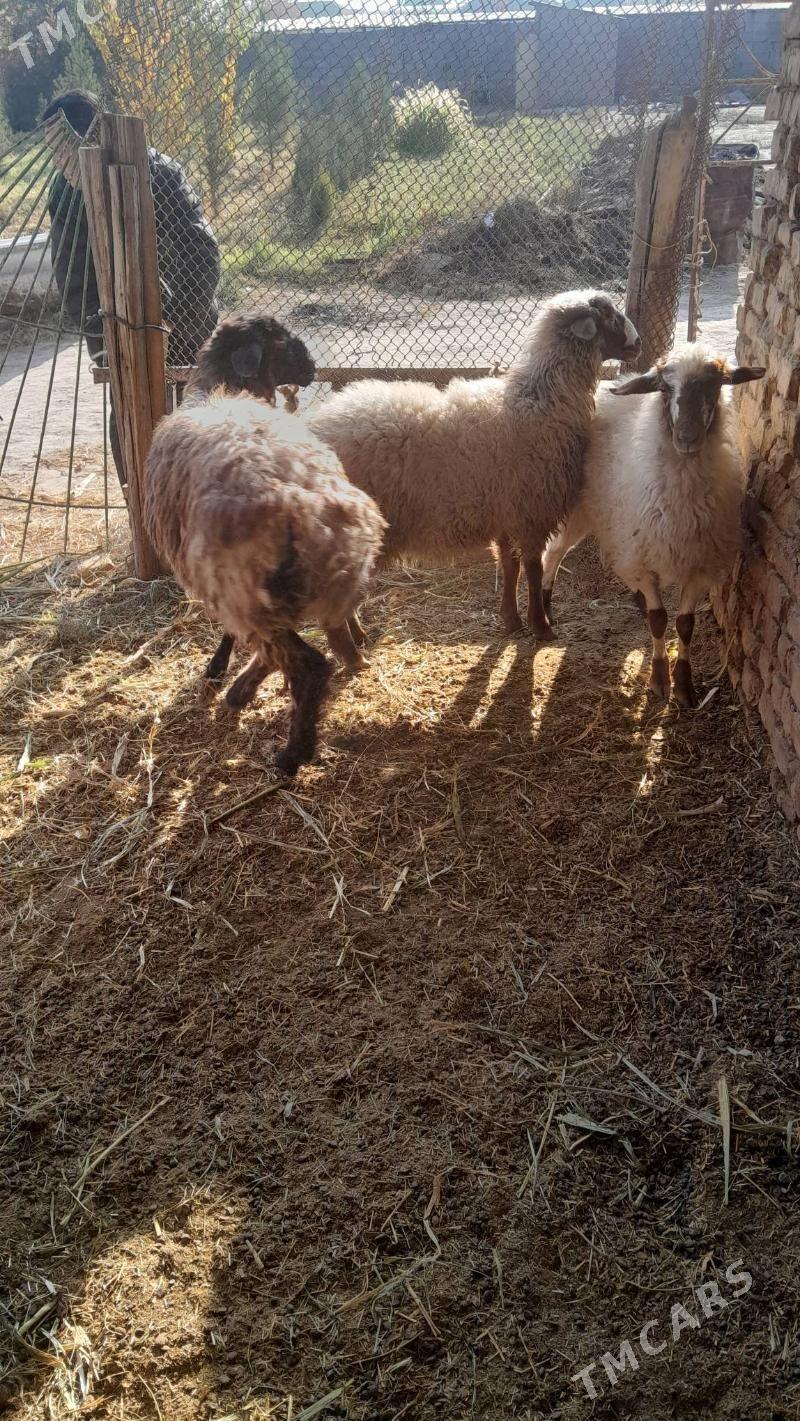 gurot tokly - Багир - img 3