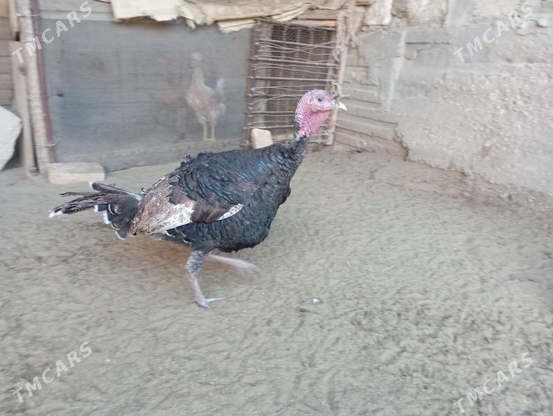 induk - Гумдаг - img 6