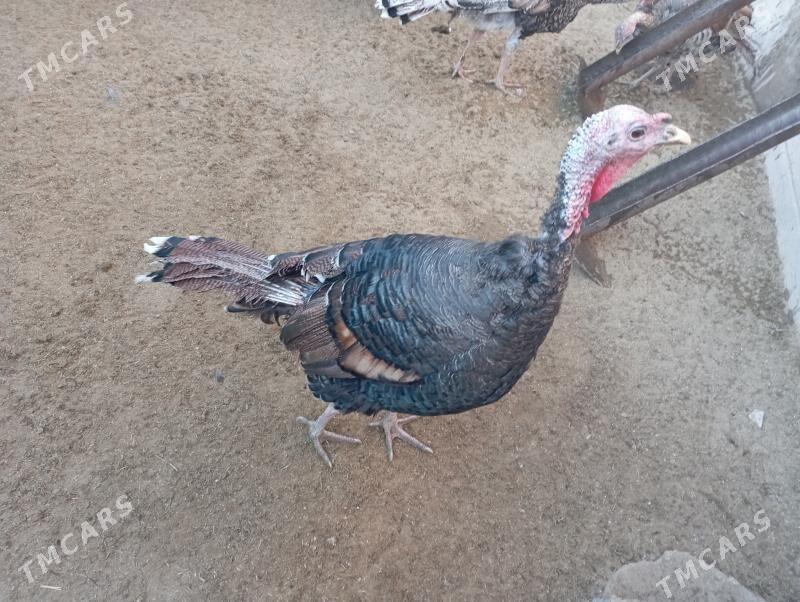 induk - Гумдаг - img 2